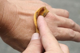 Công dụng thần thánh của vỏ chuối