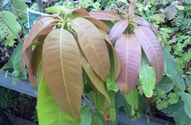 Thần dược trị bệnh tiểu đường mà không ai ngờ tới