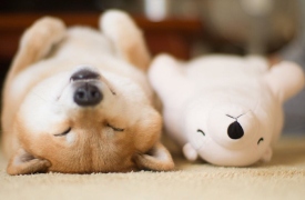 2, 3 Tách. Dễ thương quá hà..