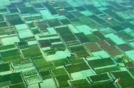 Những cánh đồng rong biển tuyệt đẹp tại Bali