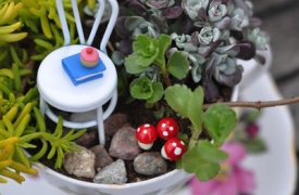 Sáng tạo khu vườn mini trong tách trà