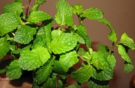 9 bài thuốc trị khàn tiếng mùa lạnh