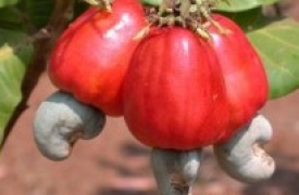 Thực phẩm cung cấp dinh dưỡng tốt nhất cho da