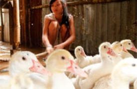 Mồ côi tìm chữ