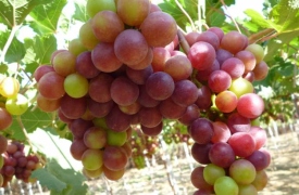 Thực phẩm ngăn ngừa thiếu máu