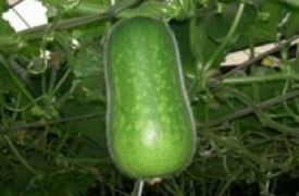 Các bí quyết làm đẹp từ bí đao