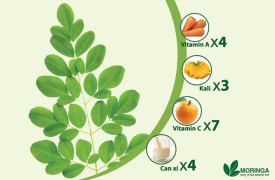 Nhiều lợi ích cho sức khoẻ từ cây chùm ngây